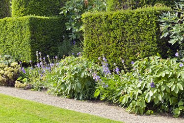 Garden path by a trimmed yew hedge, shrubs and flowers in bloom .
