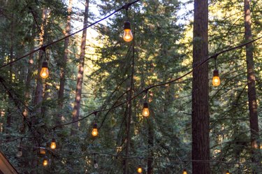 Lights Hanging Among Towering Redwood Trees Growing Near Santa Cruz California