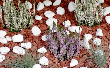 Heather in the flowerbed covered with a mulch made of tree bark