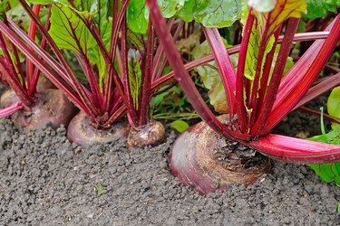 Chioggia Beet Seed Packet