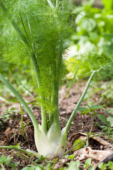 Fennel