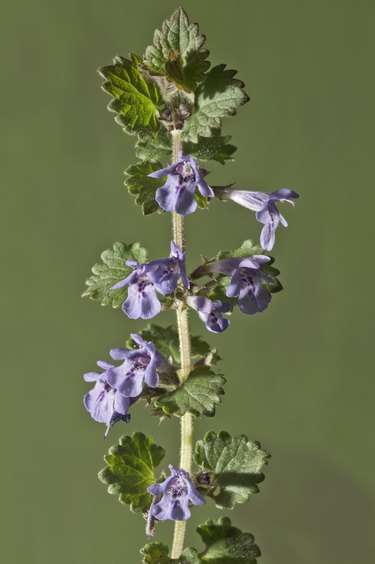 Ground-ivy, Gill-over-the-ground or Creeping Charlie -Glechoma hederacea-, stem with flowers, Untergroningen, Abtsgmuend, Baden-Wurttemberg, Germany