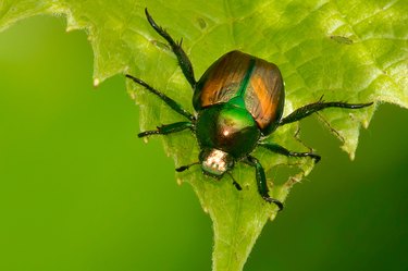 How to get rid of Asian Beetles  Asian beetle, Homemade cleaning products,  Diy sprays