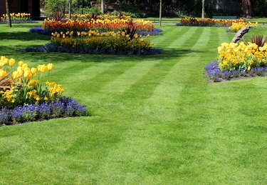 Image of park with colourful spring flowers and tulip bulbs