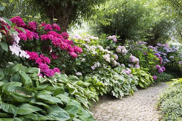rhododendrons in english garden