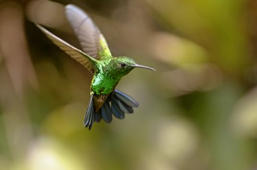 Copper-rumped Blue Tail Hummingbird