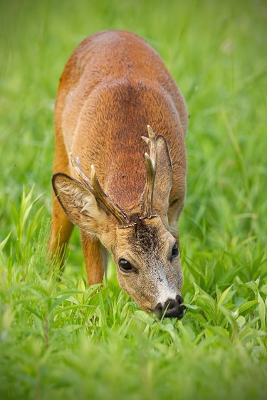 Roe deer buck peacefully grazing on green herbs in summer