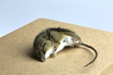 Dead Mouse (Mus musculus)