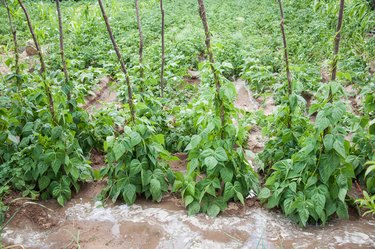 green bean plants