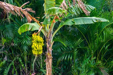 Ripe Yellow Bananas on a Tree