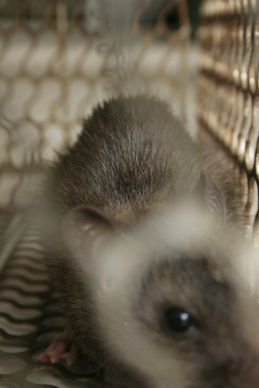 Mouse Trapped In Cage