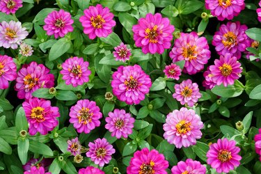 High Angle View Of Pink Flowers Blooming Outdoors