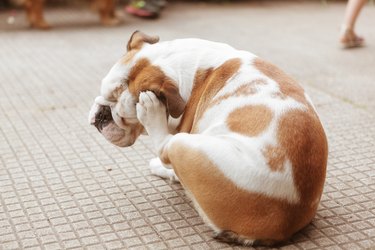 english bulldog Puppy Scratching fleas