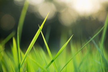 Abstract blurred of green grass on sunlight