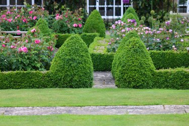 Image of formal knot garden with parterre box hedging surrounding blooming rose beds with pink flowers and paving slab footpaths