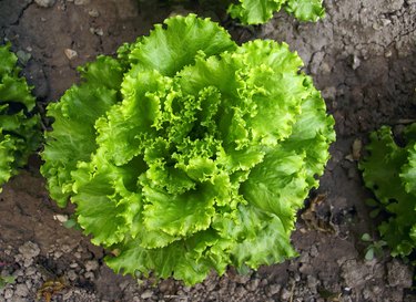 Salade de chicorée dans le jardin.