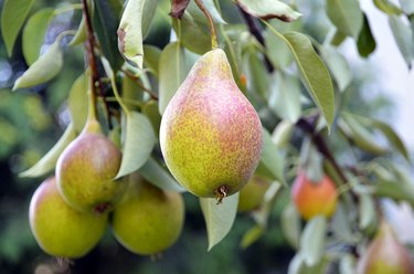 Ripe organic pears in the garden on a branch of pear tree.Juicy flavorful pears of nature background.Summer fruits garden.Autumn harvest season.