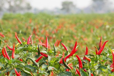 Chillies grow in farm