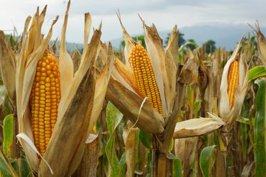 Corn Growing On Farm Against Sky