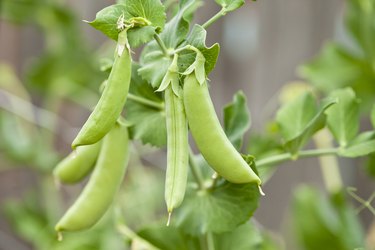 Sugar snap peas