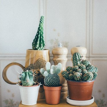 Small Cactus Plants in a Pot