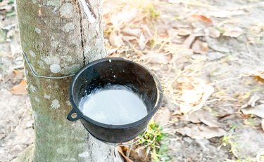 Close-up of rubber tree and bowl filled with latex
