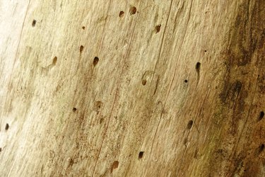 Holes in wood from vermin pests, nuisance animals