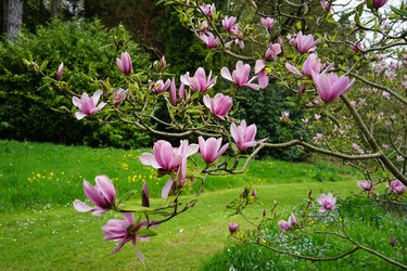 Beautiful Batsford Arboretum in Moreton-in-Marsh, Gloucestershire