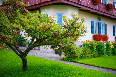 Fruit tree in garden