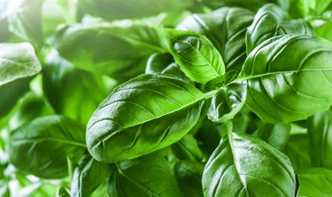 What Is Eating the Leaves of My Basil Plants Hunker