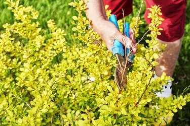 Pruning branches of a berberis shrub with garden clippers outdoors