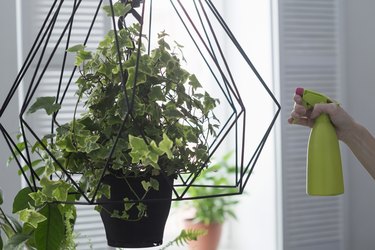 Womans hand spraying ivy hanging basket in kitchen