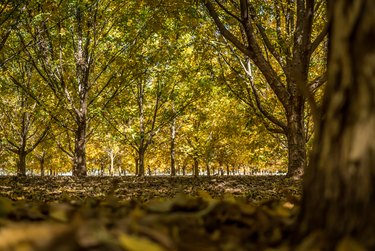 Colorful Autumn Pecan Trees with leaves on the ground