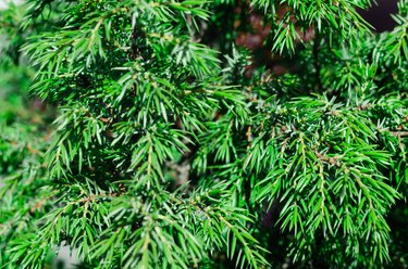 Popular ornamental plants green juniper. background, texture