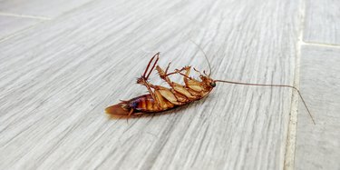 Poisoned dead cockroach