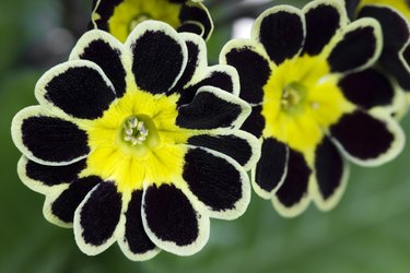 Silver and Gold-laced Primrose