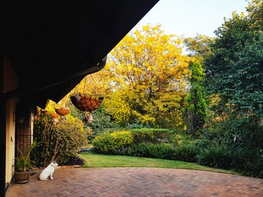 Small dog looks out over beautiful sunny garden