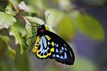 Colorful birdwing butterfly (Ornithoptera priamus)