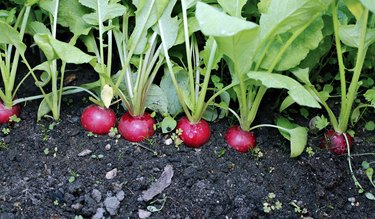 Fresh radish with leaves