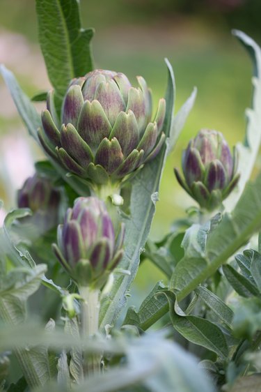 Green Artichoke Globe on Plant Ready to Harvest, Close Up