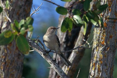 Mockingbird perching on branch