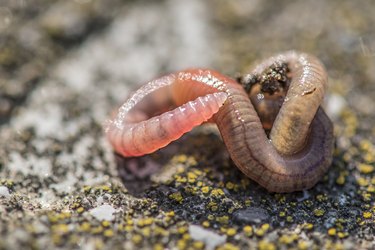 Worm