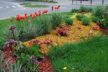 Ornamental plants for landscaping.