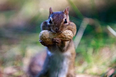 mouth full squirrel