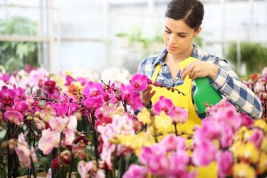 florist Woman hands with sprayer, spraying on flowers, take care