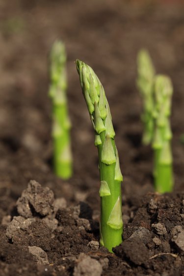 green asparagus spears emerging through the soil, shalow DOF