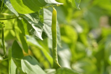 Unripe bean (Phaseolus vulgaris) pods