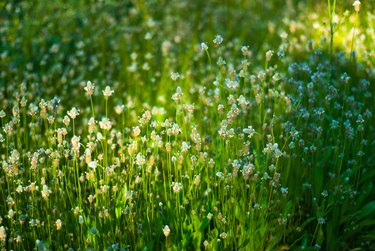 White Clover