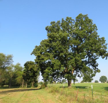 Pecan tree in a meadow