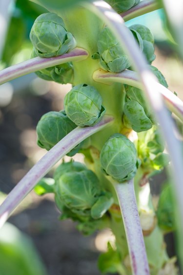 Brussels sprout plants grows in vegetable garden. Home organic farming concept. Close-up.